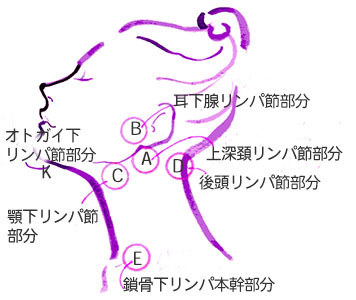リンパドレナージュの顔廻りの6ヶ所の主要リンパ節部分
