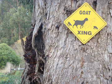 Goat Crossing