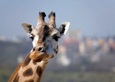 eyelash-giraff