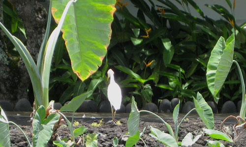 Hana-Mauiの鳥